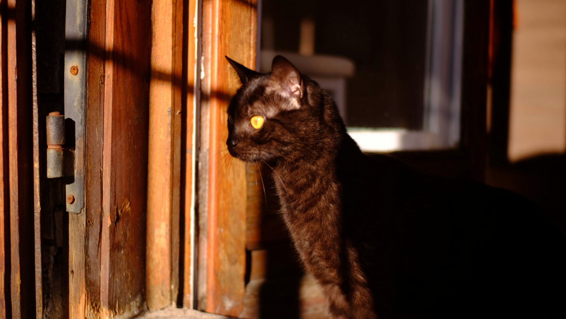 Gato negro mirando al sol