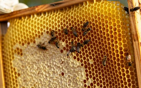 Panal de abejas de apicultor Panal de abejas de apicultor
